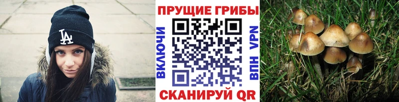 МЕГА ССЫЛКА  Новокубанск  shop состав  Галлюциногенные грибы мухоморы 